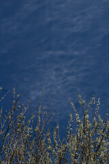 Blauer Himmel mit Wolken und Baumblüte