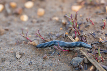 small centipede in the field, worm with legs, close shot of an invertebrate on the ground
