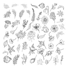 Big set with leaves and flowers. 54 elements. Botanical plant illustration. Rose, peony branches, grass leaves. Vintage floral background. Vector design elements. Isolated. Black and white. © MARINA