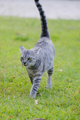 Egyptian Mau Havana Brown grumpy frowning cat on green lawn beautiful background