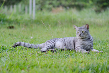 Egyptian Mau Havana Brown grumpy frowning cat on green lawn beautiful background