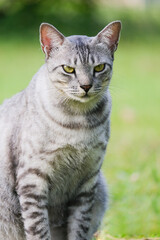 Egyptian Mau Havana Brown grumpy frowning cat on green lawn beautiful background