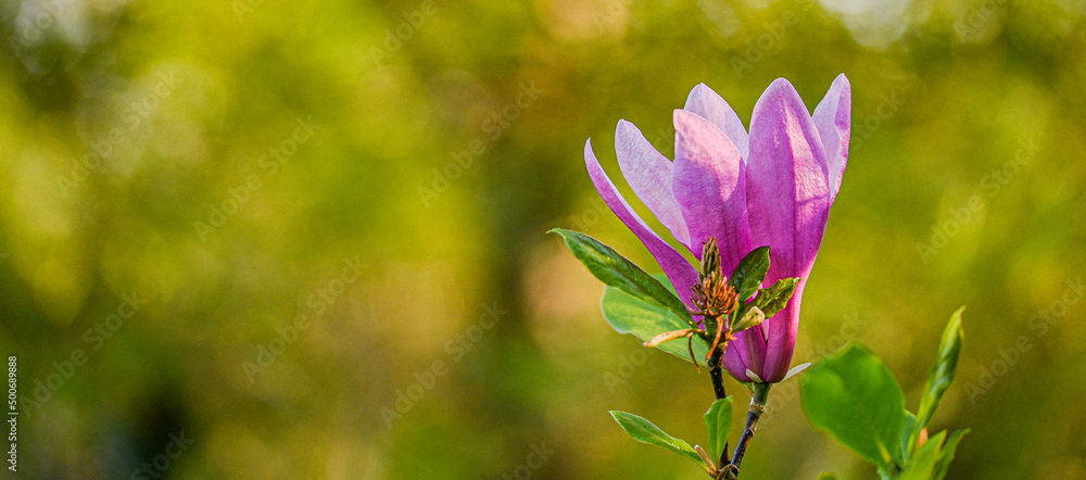 Sticker Beautiful close-up of a magnolia flower