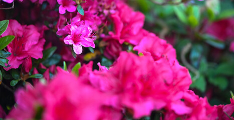Fototapeta na wymiar Beautiful close-up of a rhododendron