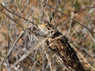 Shovel snouted lizard in Namibian desert
