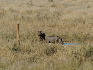 Warthogs at the waterhole