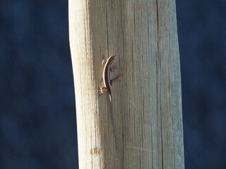 Obraz premium Skink on a treetrunk