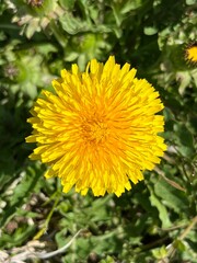 タンポポ dandelion