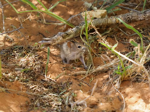 Four striped grass mouse in the Kalahari desert