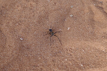 spider on the ground