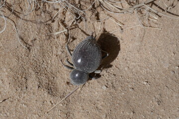 Tok Tokkie beetle in the desert