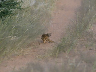 Yellow mangoose in the Kalahari desert