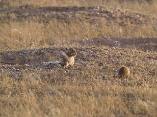Naklejka na ściany i meble Ground squirrels in the Kalahari desert