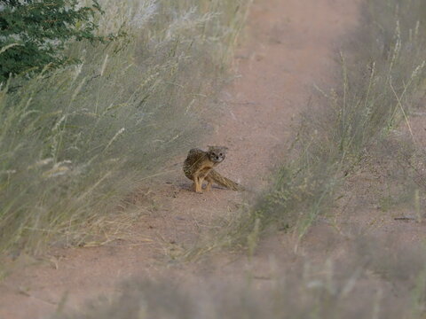 Yellow mangoose in the Kalahari desert