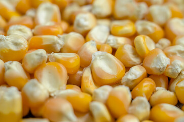 Close up of corn kernel. 
