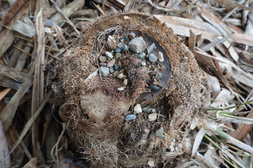 The bamboo only burns the stump. The bamboo is dry, but the stump