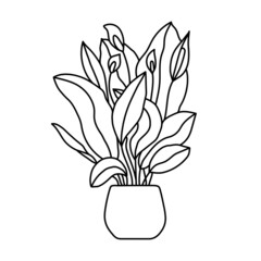 Potted peace lily sketch. Vector indoor flower in a pot. Doodle black and white outline illustration of a plant