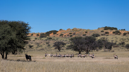 a herd of oryx drinking water at a waterhole
