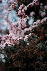 flowering tree branch with pink flowers in spring on a background of blue sky. peaceful sky for everyone