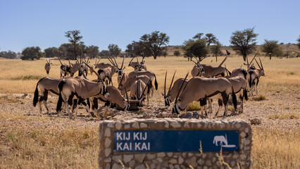 a herd of oryx drinking water at a waterhole
