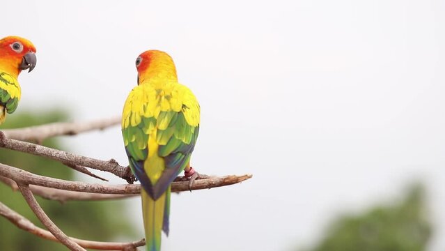 Group of parrots looking for food other and waiting feed on the branch, Sun Conure Parrots. Lovely Pets concept
