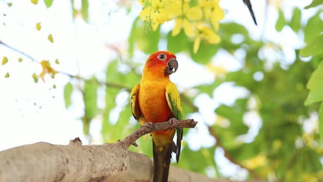 Group of parrots looking for food other and waiting feed on the branch of tree (Cassia fistula), Sun Conure Parrots. Lovely Pets concept