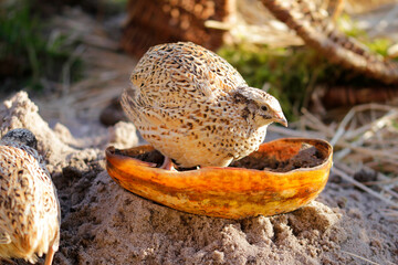 isabelle coloured laying quail in proper husbandry is happy of life