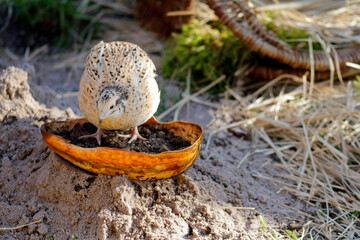 isabelle coloured laying quail in proper husbandry is happy of life
