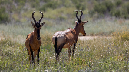 two red hartebeest in KTP