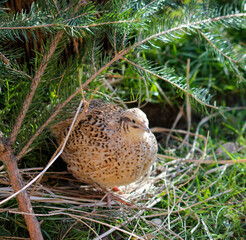 isabelle coloured laying quail in proper husbandry is happy of life