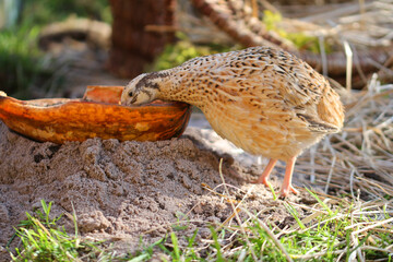 isabelle coloured laying quail in proper husbandry is happy of life