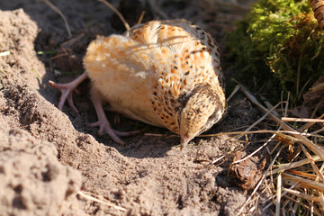 isabelle coloured laying quail in proper husbandry is happy of life