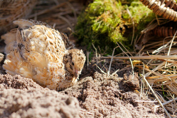 isabelle coloured laying quail in proper husbandry is happy of life