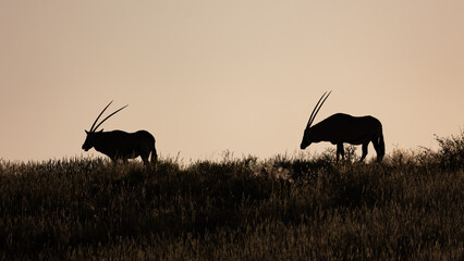 silhouette of two oryxes at sunset