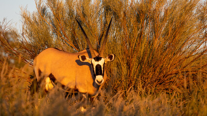 a Gemsbok in golden light
