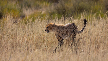 a cheetah on the move in Kgalagadi