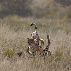 playful cheetahs in the wild