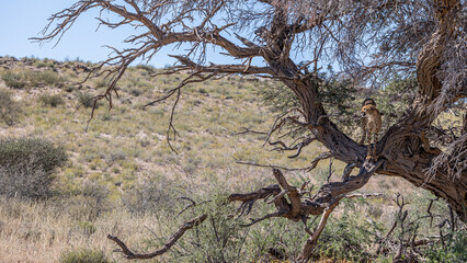 Fototapeta na wymiar cheetah climbed into a big tree