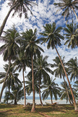 Fototapeta na wymiar beautiful palm trees tropical seashore
