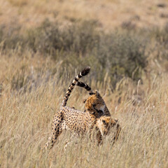 playful cheetahs in the wild
