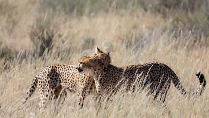 playful cheetahs in the wild