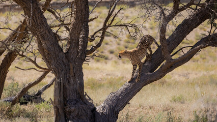 Fototapeta na wymiar cheetah climbed into a big tree