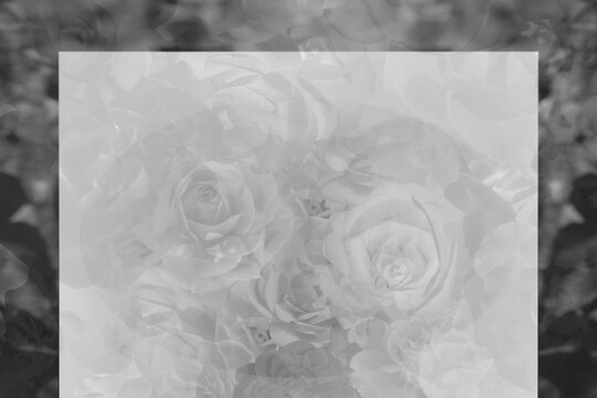 black and white picture, blur roses on a square on black and white blur nature background, banner, template, decor, wallpaper, copy space