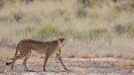 a cheetah on the move in Kgalagadi