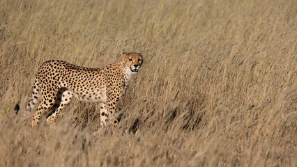 a cheetah on the move in Kgalagadi