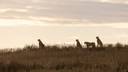 Fototapeta na wymiar Four cheetah silhouettes early morning overlooking a ridge