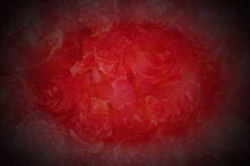 blur red roses flower background on black and red background, nature, template, banner,name card, fashion, copy space