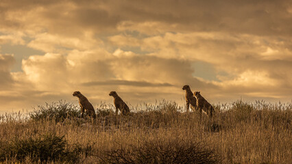 four cheetah silhouettes on a ridge © Jurgens