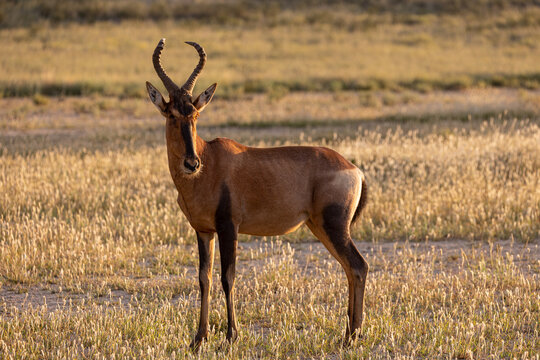 Red hartebeest in the Kgalagadi
