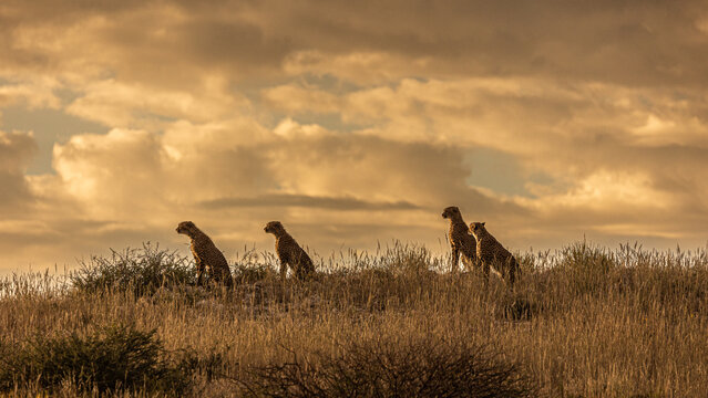 four cheetah silhouettes on a ridge